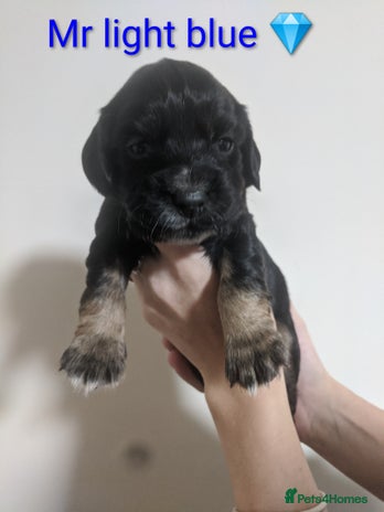 Cocker Spaniel dogs - Advert 15