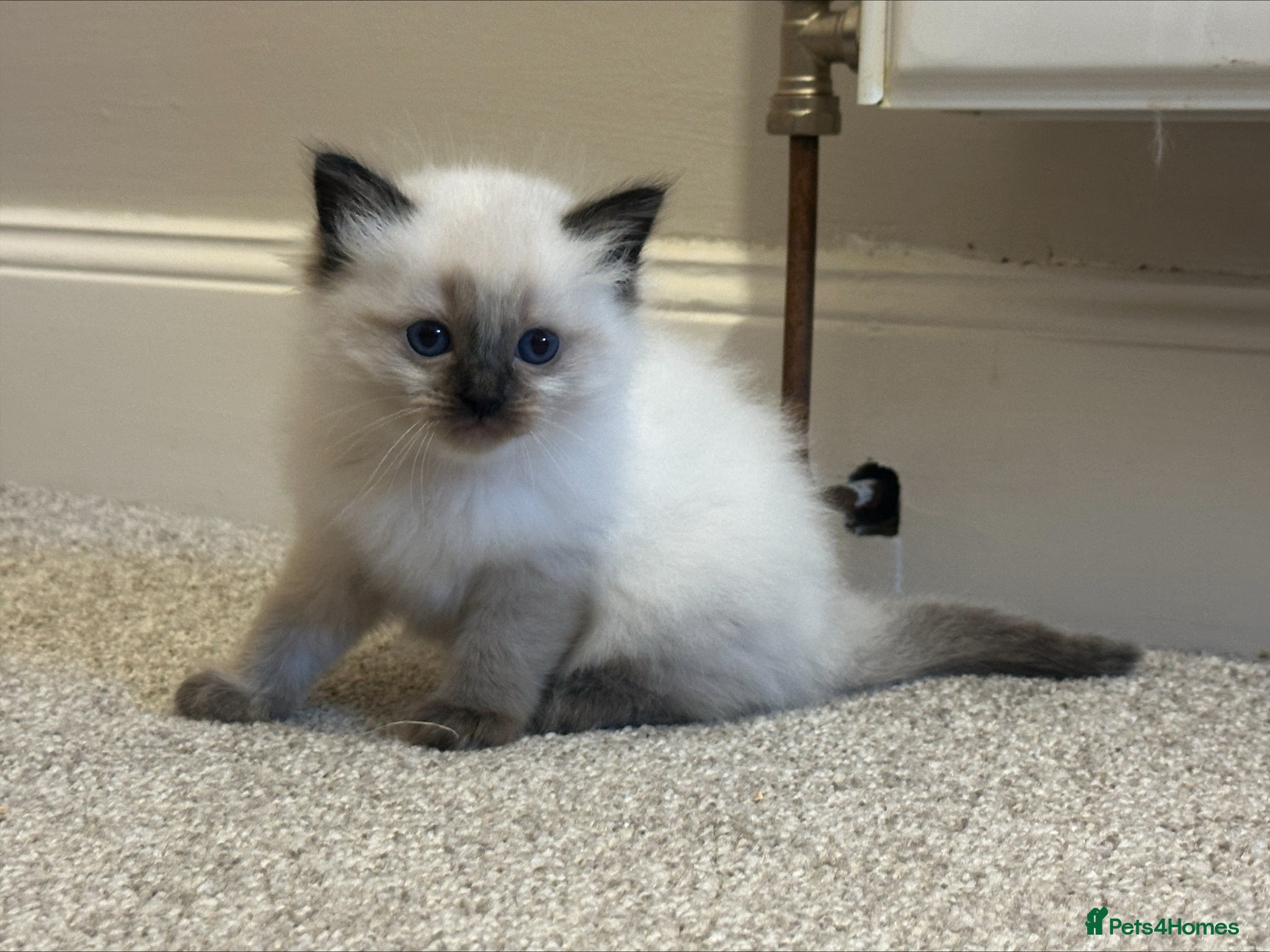 Ragdoll cats ⭐ Pure Ragdolls - Two Females left only ⭐ - Advert 1