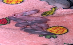 Mouse rodents for sale: Male fancy mice 🐭  in Honiton - Image 17