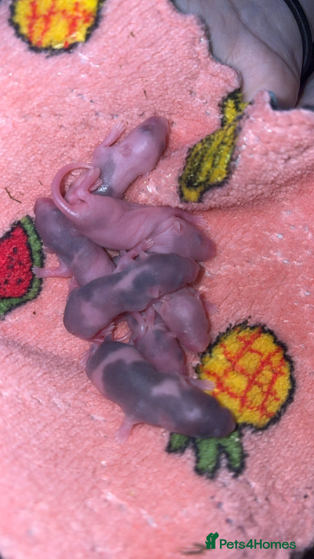 Mouse rodents for sale: Male fancy mice 🐭  in Honiton - Image 17