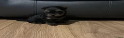 Yorkshire Terrier dogs for sale: Yorkshire terrier pups in Manchester - Advert 2