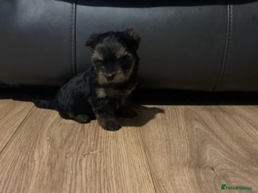 Yorkshire Terrier dogs for sale: Yorkshire terrier pups in Manchester - Advert 2