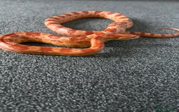 Snake reptiles for sale: Corn snake with equipment  - Image 5