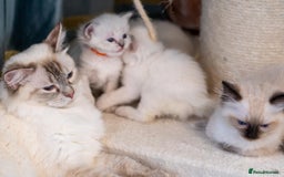 Ragdoll cats for sale: Ready Now GCCF Ragdoll Kittens Irresistibly Cuddly - Image 15