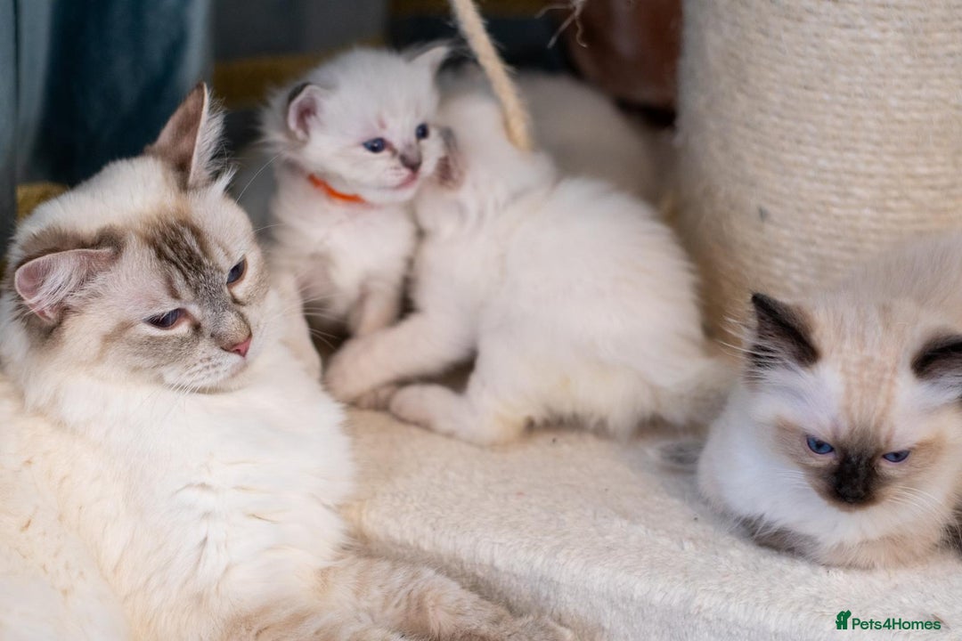 Ragdoll cats for sale: Ready Now GCCF Ragdoll Kittens Irresistibly Cuddly - Image 15