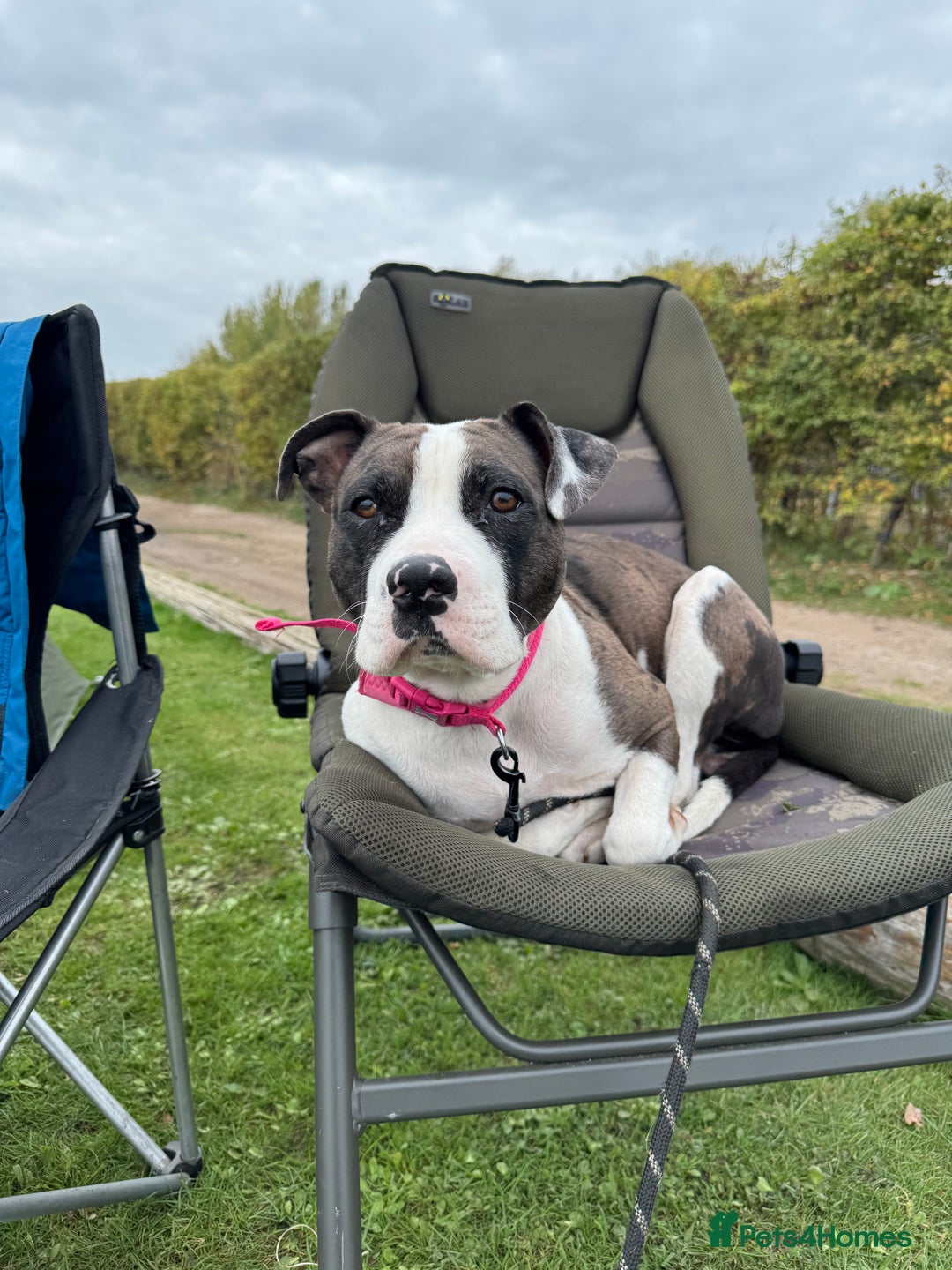 Staffordshire Bull Terrier dogs for sale: Staffy x shar pei pups  - Advert 1