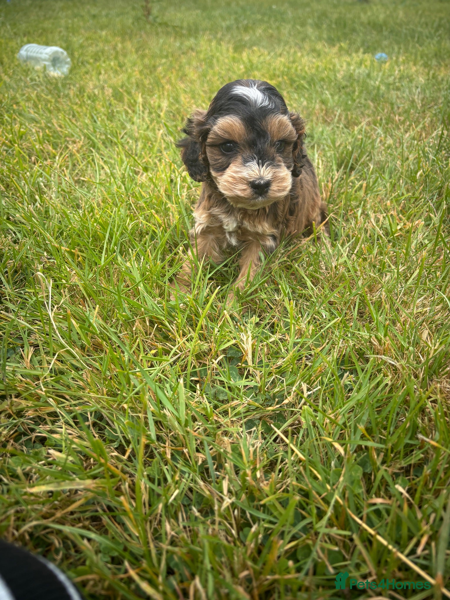 Cockapoo dogs Beautiful cockerpoo puppy - Advert 1