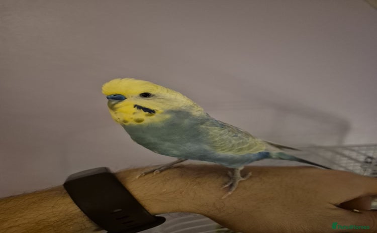 Budgerigars birds Budgies for rehoming - Advert 1