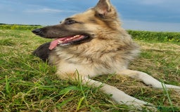 German Shepherd dogs for sale: 💛 German Shepherd Puppies – Full Pedigree Parents - Image 20