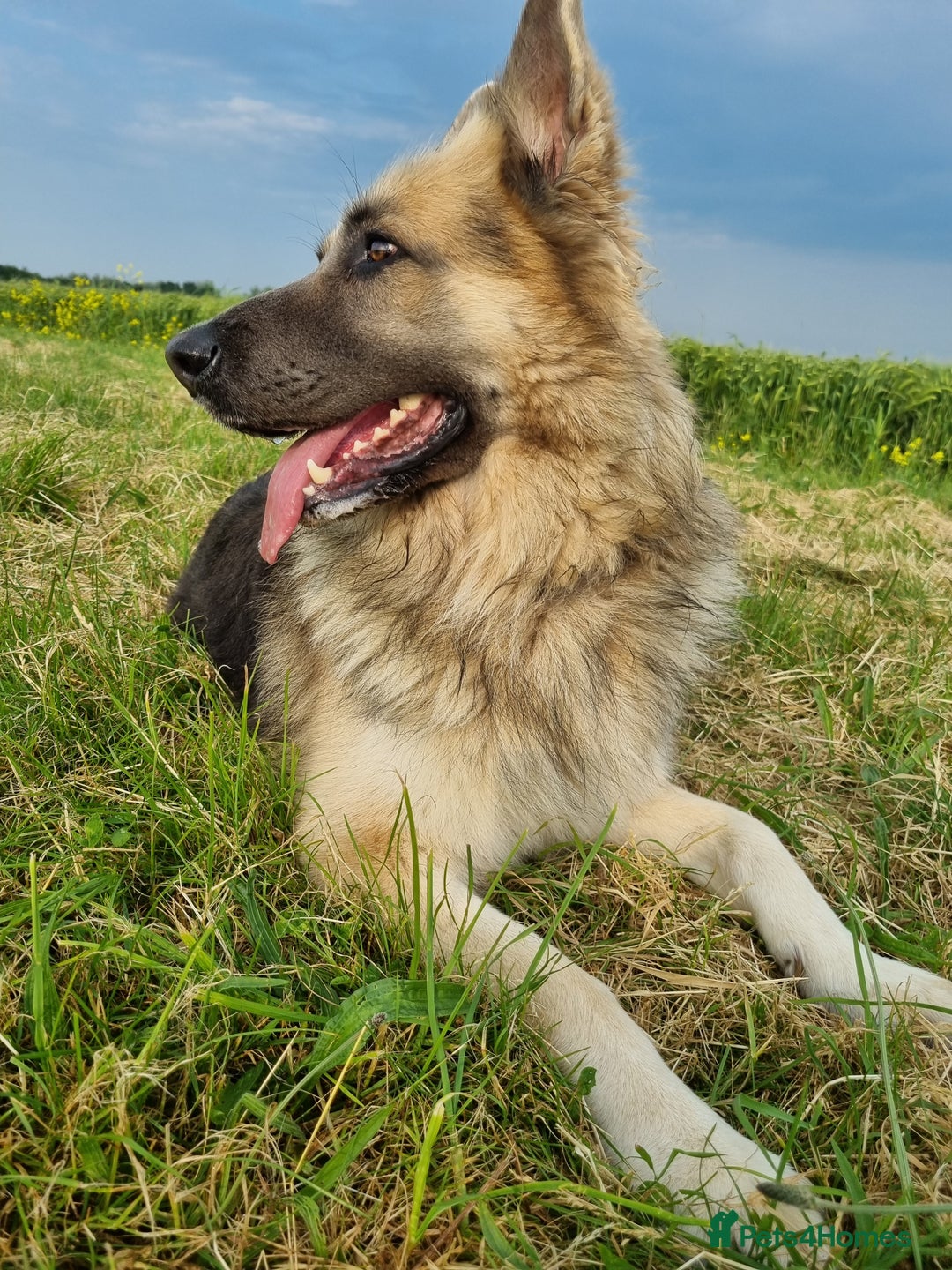 German Shepherd dogs for sale: 💛 German Shepherd Puppies – Full Pedigree Parents - Image 20