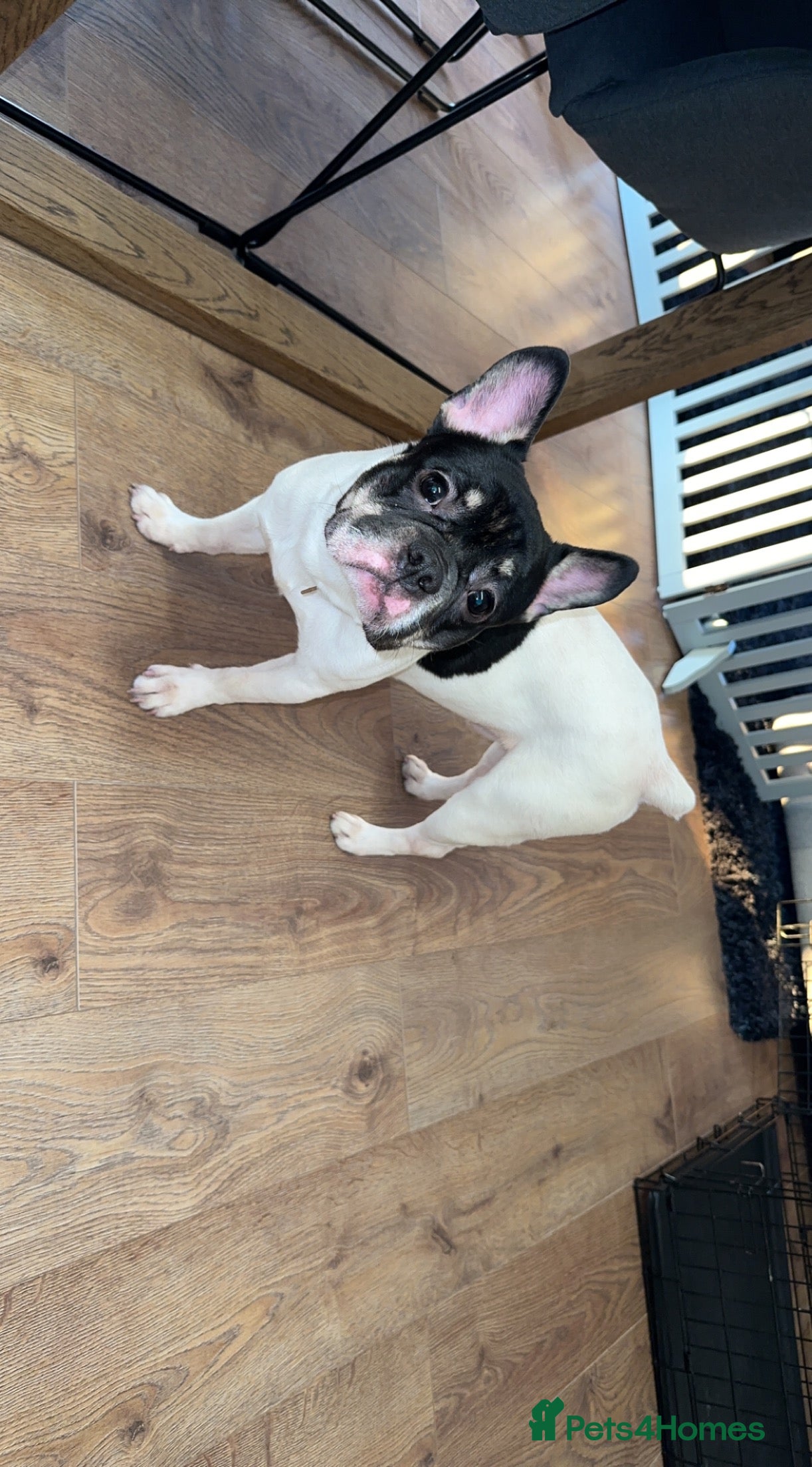French Bulldog dogs for sale: Free dog - Advert 2
