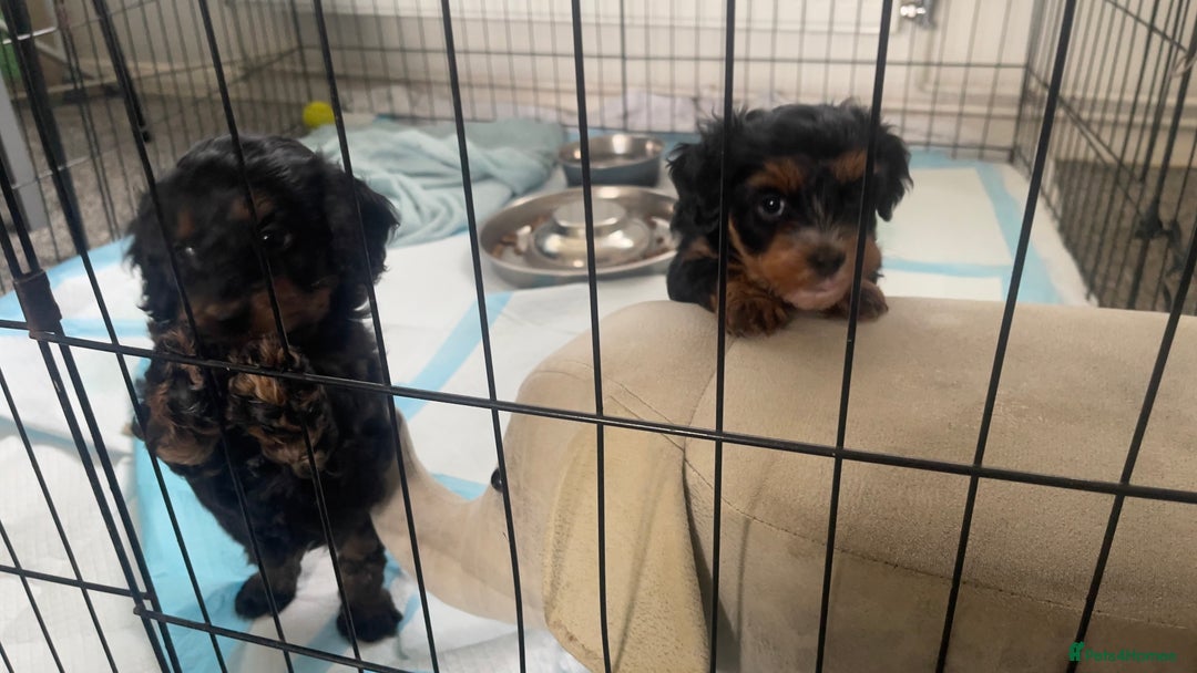 Mixed Breed dogs for sale: 2 Maltese x cockpoo puppies for sale - Image 2