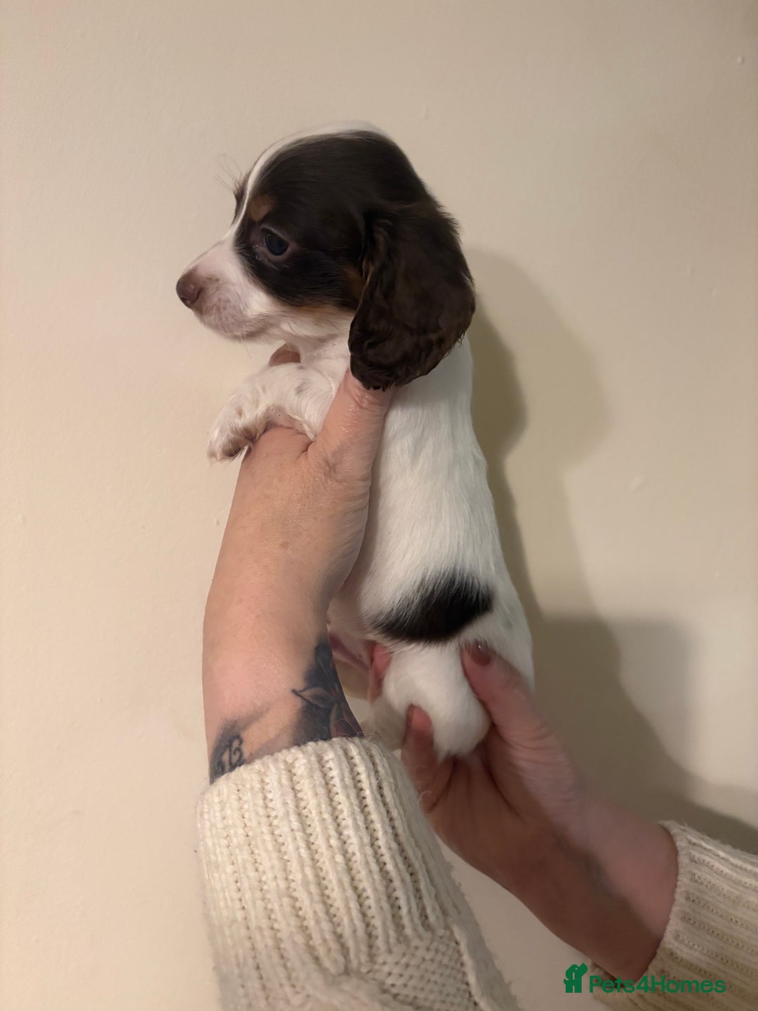 Dachshund dogs for sale: Miniature long haired dachshunds - Advert 7