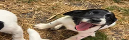 English Springer Spaniel dogs for sale: springer spaniel litter. 2 AVAILABLE  - Advert 9