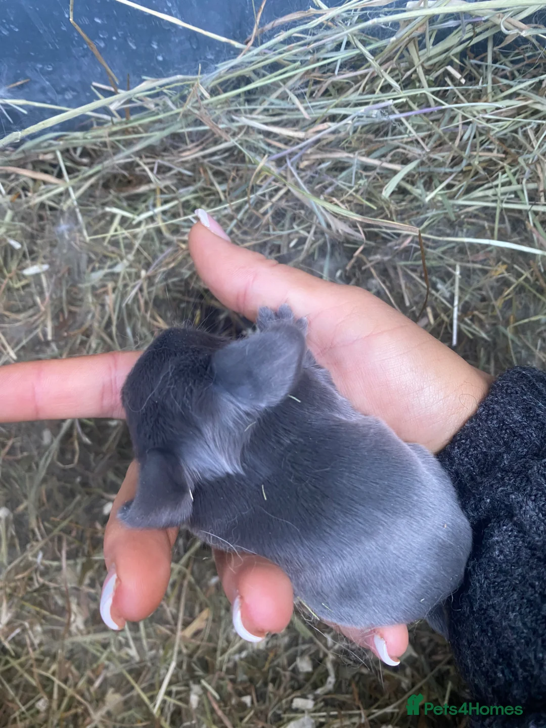 Mini Lop rabbits for sale: ✨2 BOYS LEFT✨Lilac Blue Mini lop babies! 🐰 - Advert 2