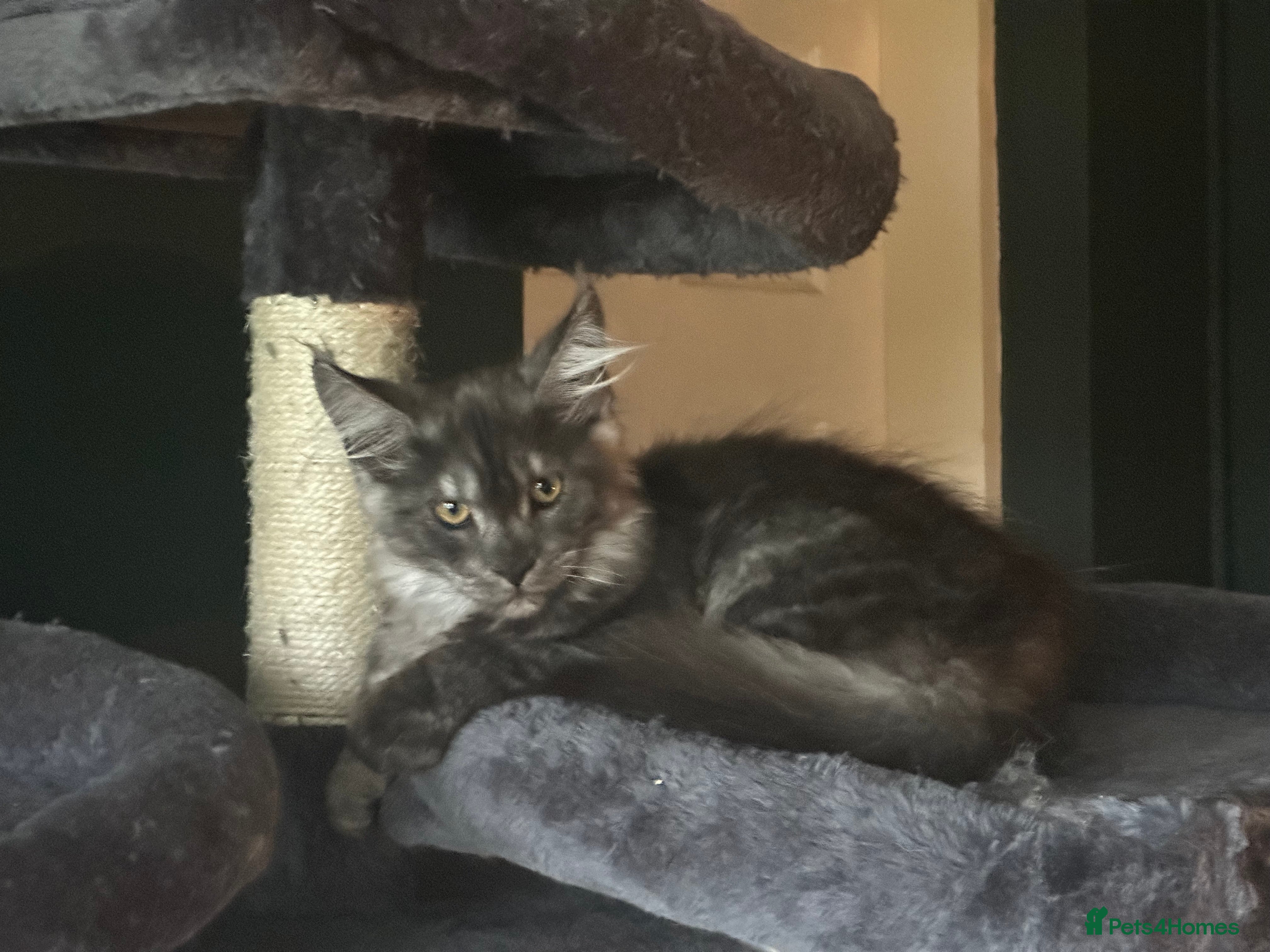 Maine Coon cats Tica Active Kittens ready now - Advert 18