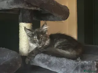 Maine Coon cats Tica Active Kittens ready now - Advert 18