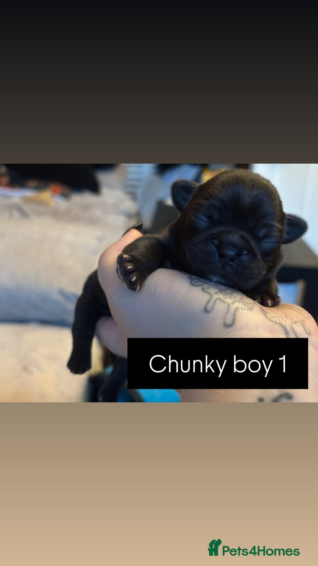 Mixed Breed dogs for sale: Puppies for sale - Advert 3