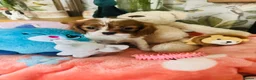 Cavalier King Charles Spaniel dogs for sale: 6 SWEET LITTLE BEAUTIES 2 boys 4 girls  - Advert 16