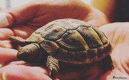 Hermann Tortoise reptiles for sale: Lovely Hermanns Tortoise looking for a new home  - Image 4