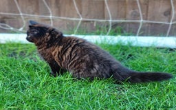 Mixed Breed cats for sale: Cute kittens - Image 22