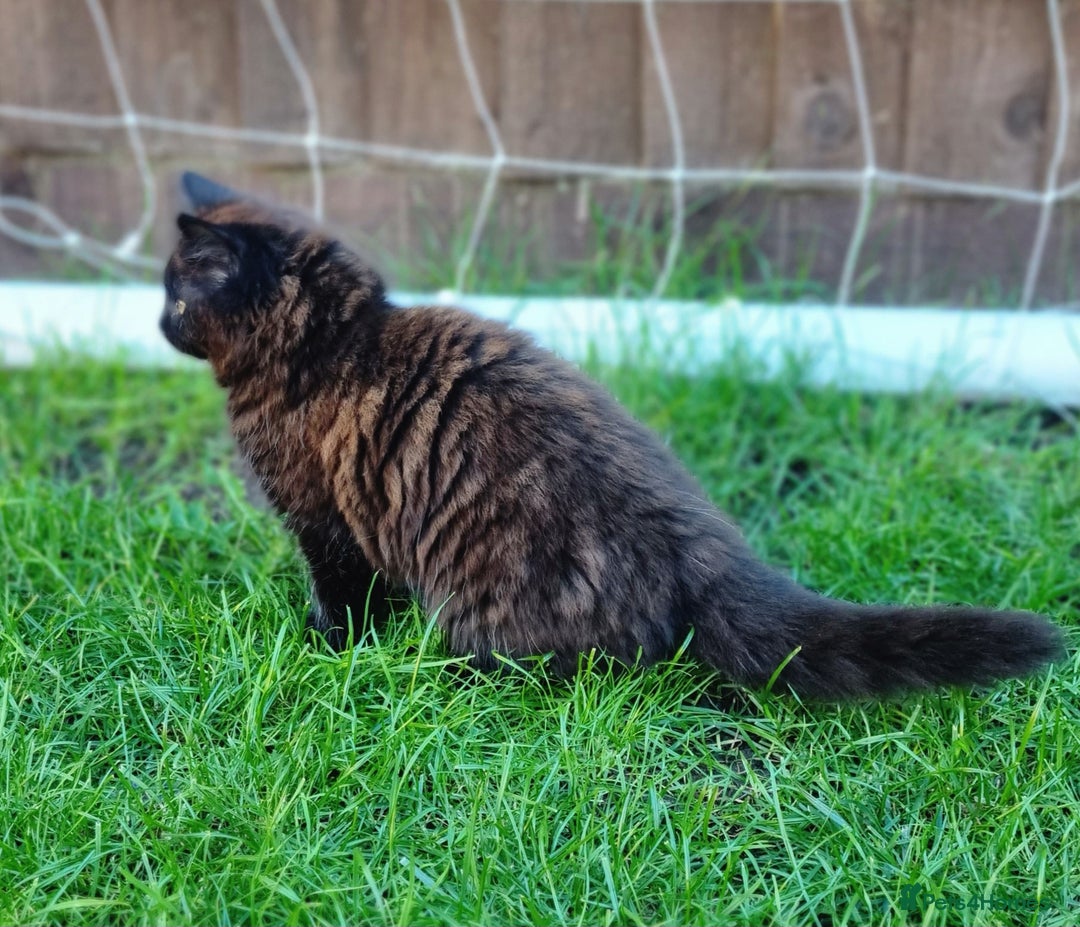 Mixed Breed cats for sale: Cute kittens - Image 22