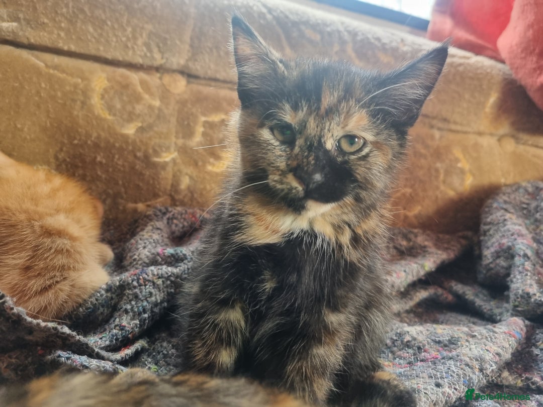 Mixed Breed cats for sale: 3 Ginger and 3 Callico kittens - Image 2