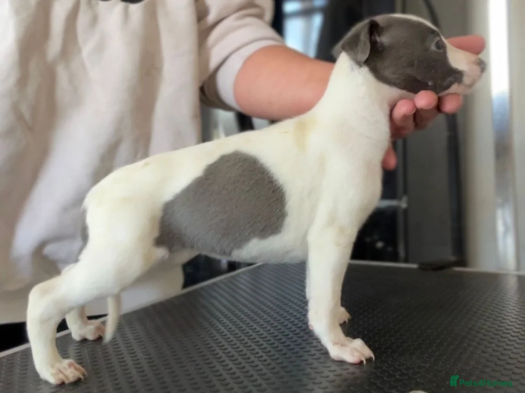 Whippet dogs for sale: Kc whippets  - Advert 9