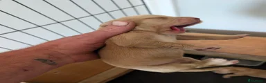 Cocker Spaniel 4