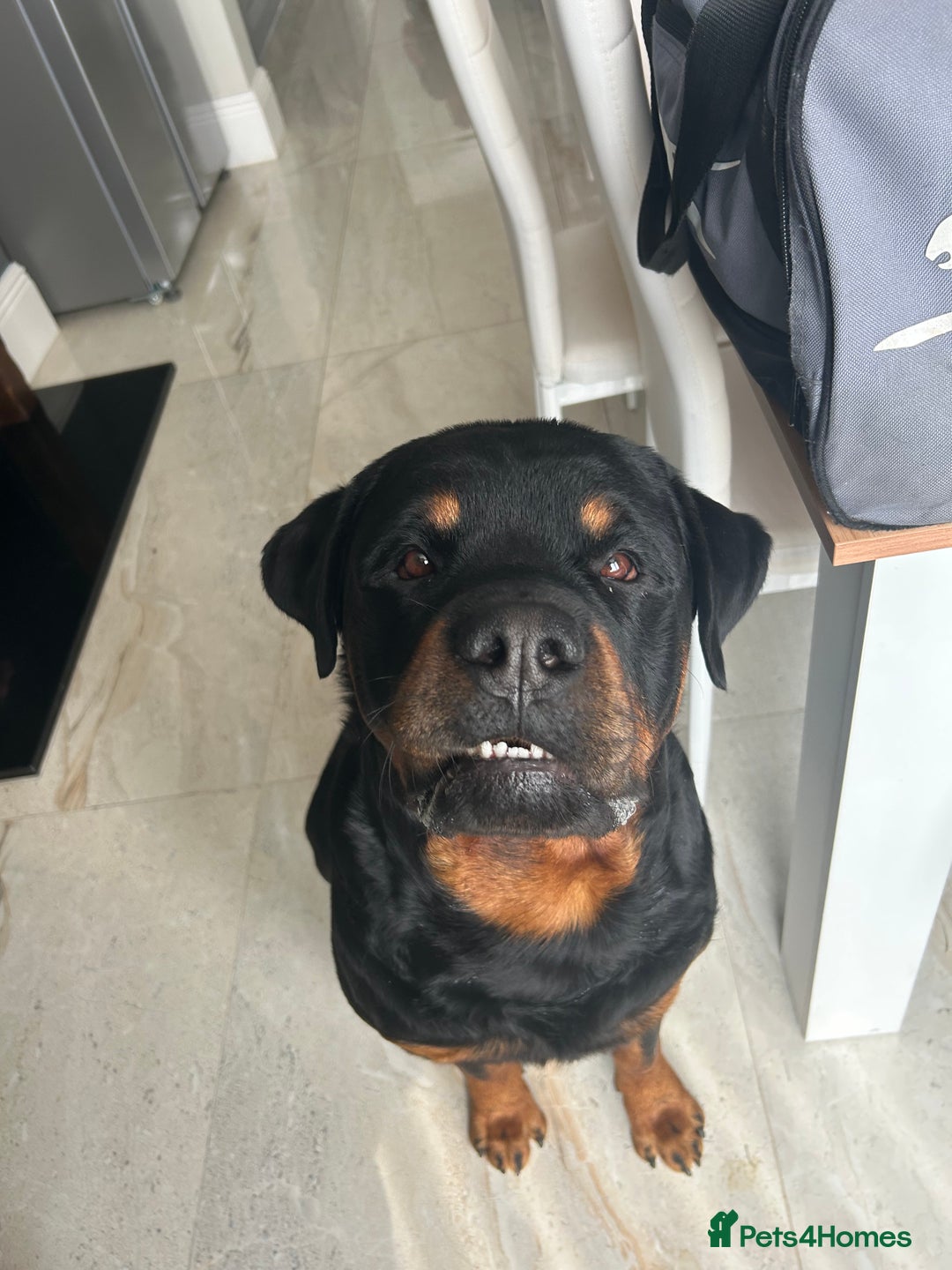 Rottweiler dogs for stud: Male Rottweiler for stud  - Image 4