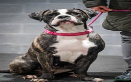 Cane Corso dogs for stud: Wanting a stud for my girl Kali - Image 1