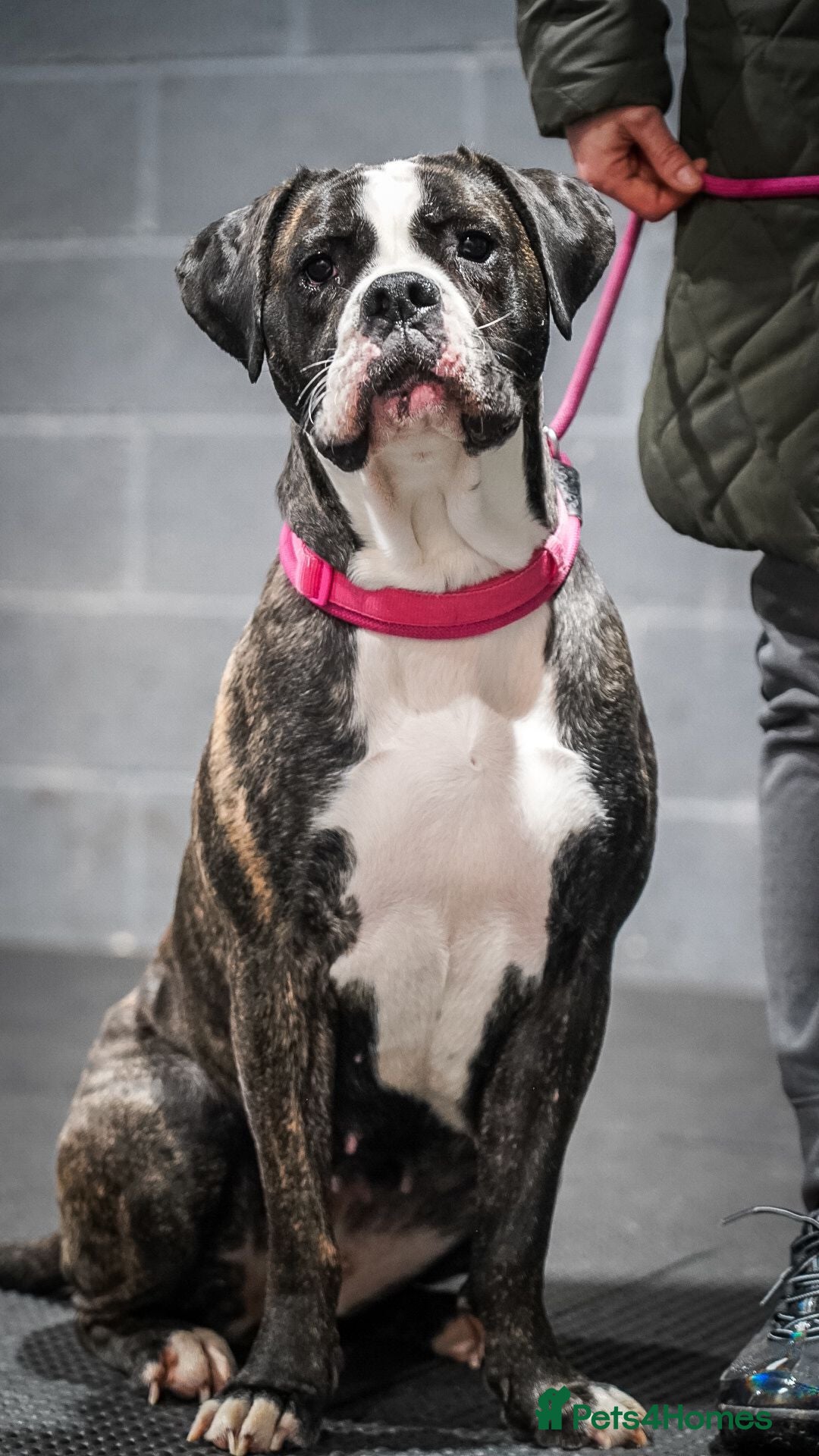 Cane Corso dogs for stud: Wanting a stud for my girl Kali - Image 1