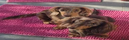 Miniature Dachshund dogs for sale: KC registered miniature dachshund girl  - Advert 5