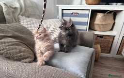 Maine Coon cats for sale: Beautiful full Maine Coon kittens ready now 😻 - Image 8