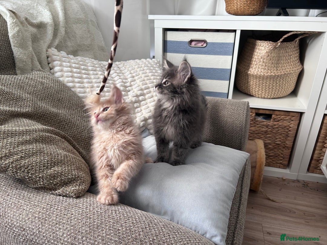 Maine Coon cats for sale: Beautiful full Maine Coon kittens ready now 😻 - Image 8