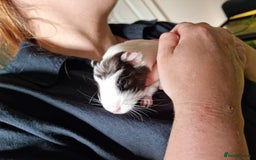 Guinea Pig rodents for sale: 2 Bonded Male Guinea Pigs - Image 6