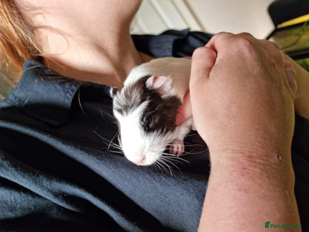 Guinea Pig rodents for sale: 2 Bonded Male Guinea Pigs - Image 6