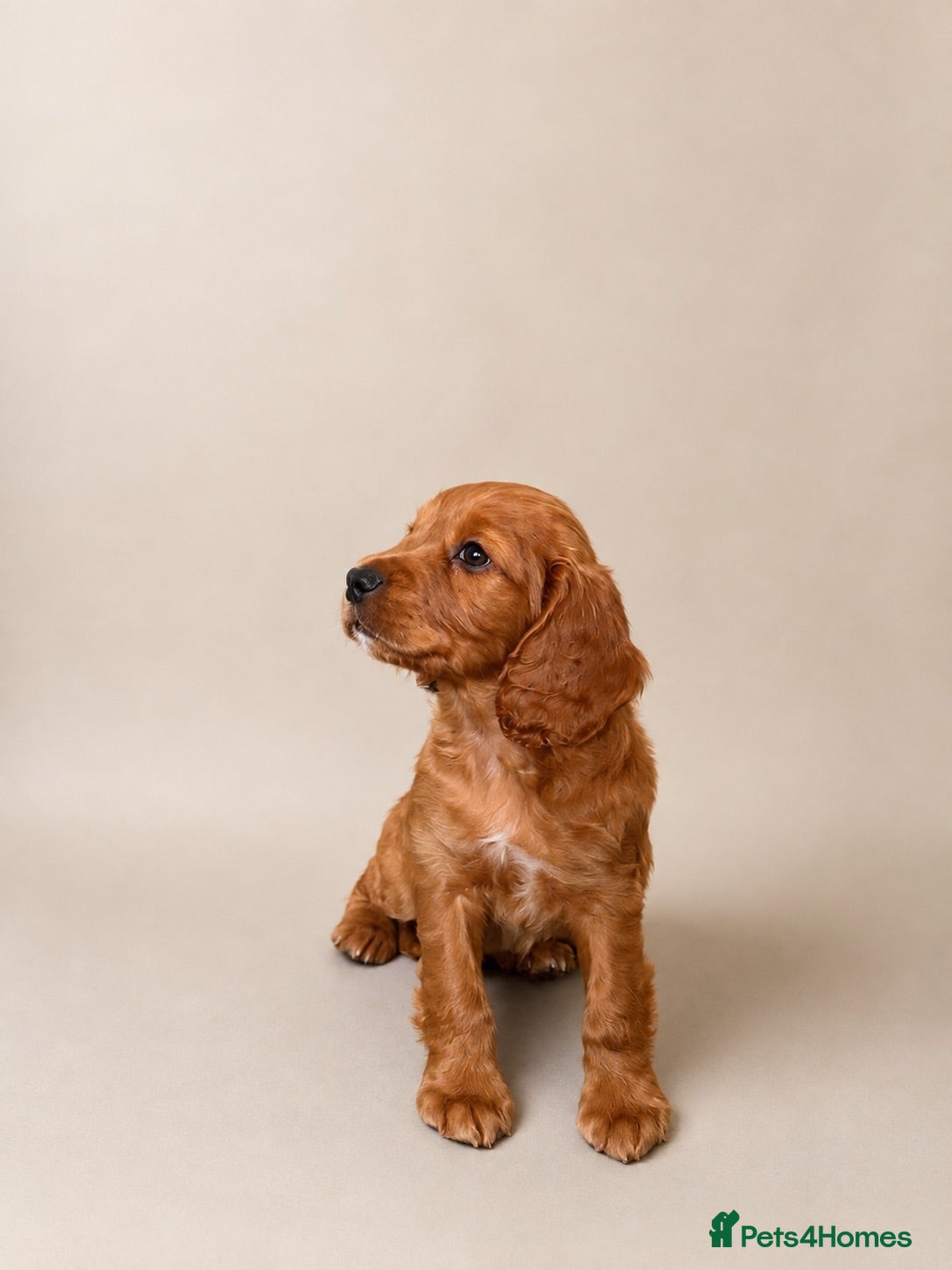 Cocker Spaniel dogs Working cocker spaniels - Advert 2