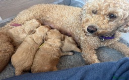 Mixed Breed dogs for sale: 💕 Gorgeous Cavapoochon Puppies 💕  - Image 6