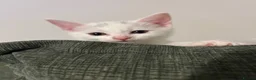 Mixed Breed cats for sale: Adorable litter of kittens  - Advert 7
