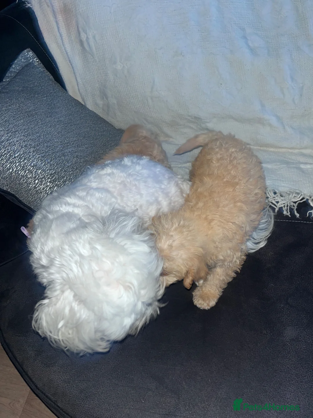 Maltipoo dogs for sale: Lovely red toy Maltipoo - Advert 2