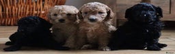 Miniature Poodle dogs for stud: Teddy boy kc registered poodle  in Carlisle - Advert 8
