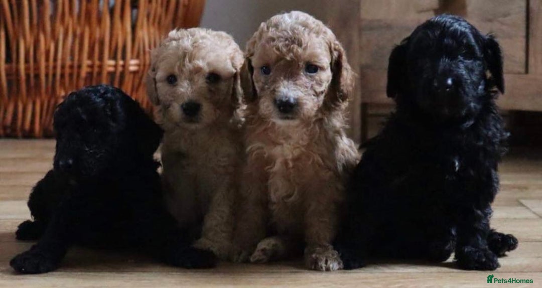 Miniature Poodle dogs for stud: Teddy boy kc registered poodle  in Carlisle - Advert 8