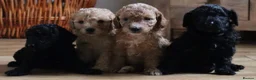 Miniature Poodle dogs for stud: Teddy boy kc registered poodle  in Carlisle - Advert 8
