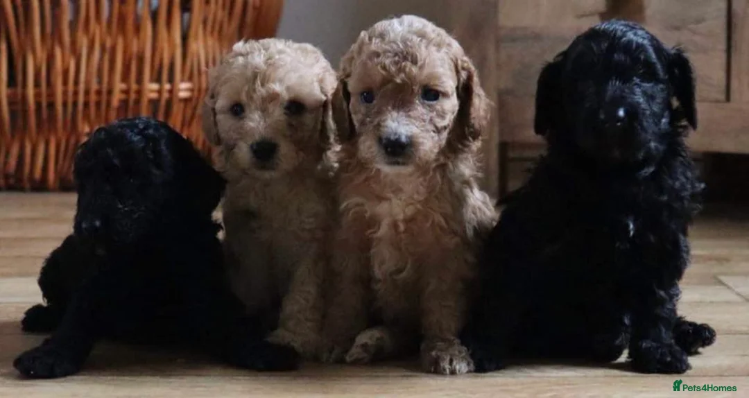 Miniature Poodle dogs for stud: Teddy boy kc registered poodle  in Carlisle - Advert 8
