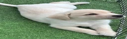 Labrador Retriever dogs for sale: Labrador puppies in South Ockendon - Advert 3