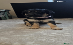 Goldador dogs for sale: Goldador x Labrottie Miniature Puppies for Sale - Advert 40