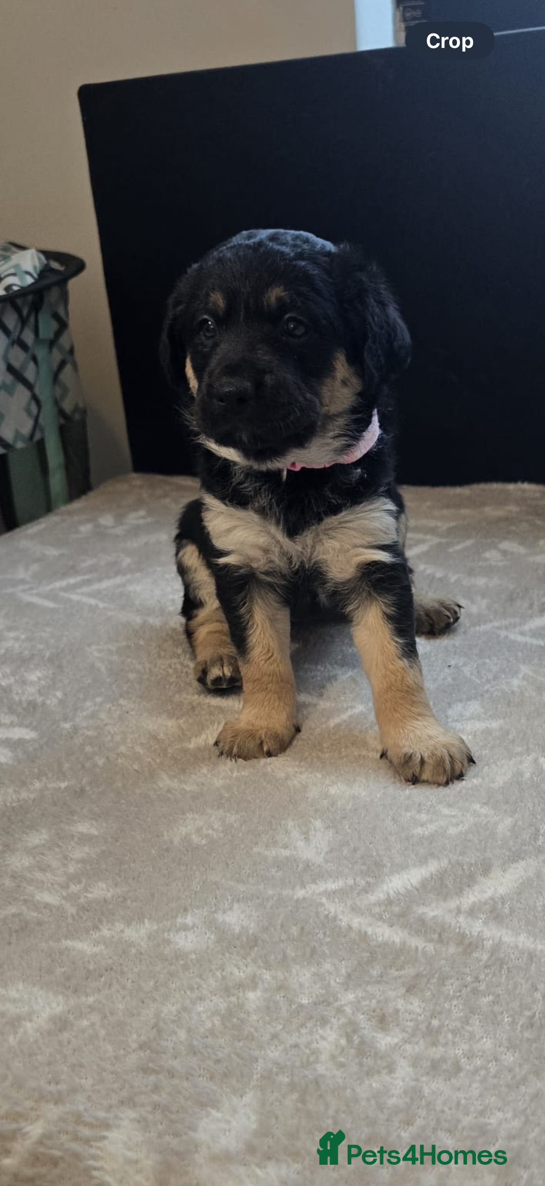 Goldador dogs for sale: Goldador x Labrottie Miniature Puppies for Sale - Advert 40