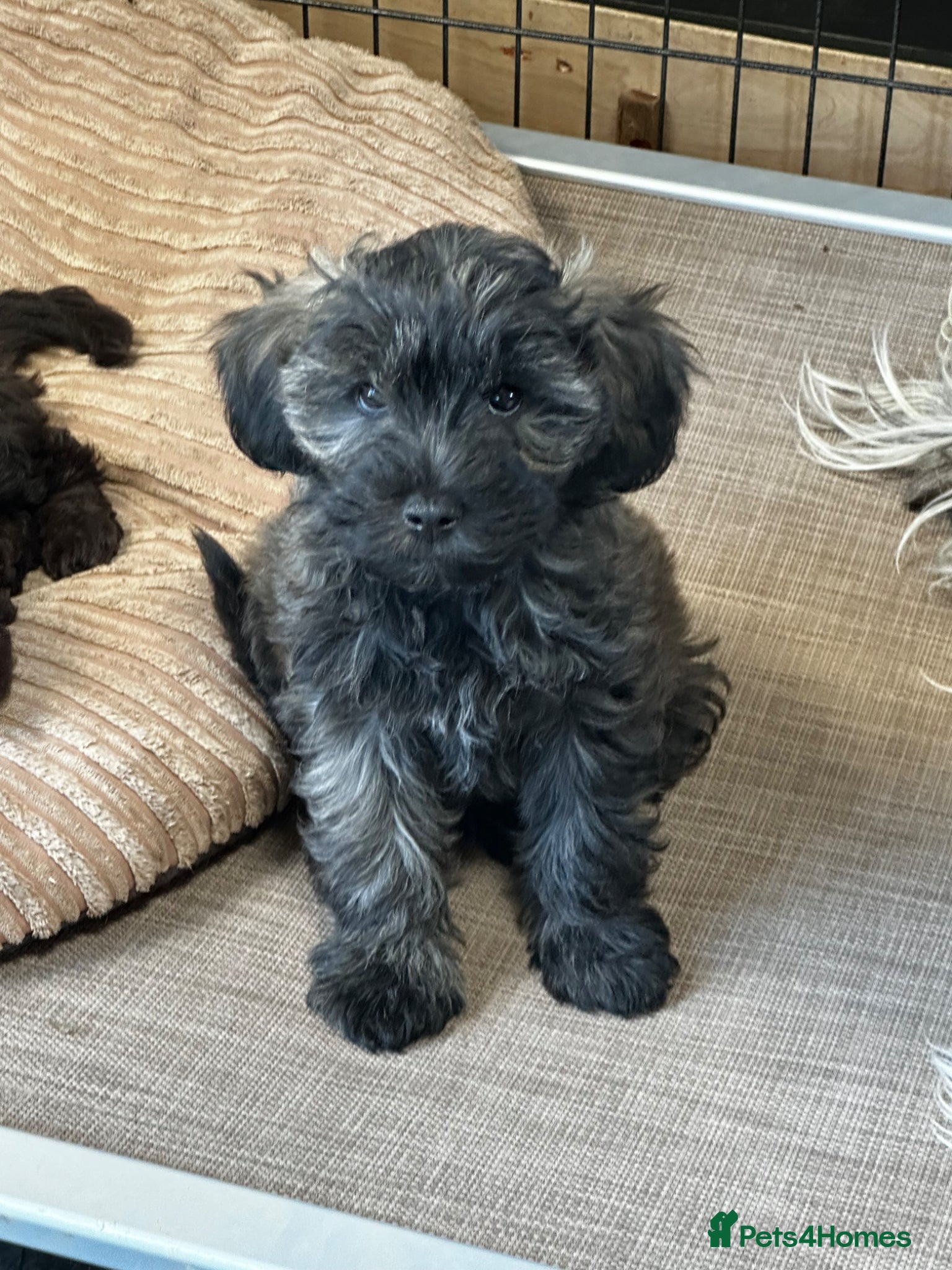 Schnoodle dogs Looking for something different? Handsome Brindles - Advert 1