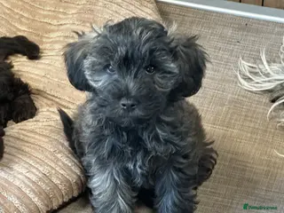 Schnoodle dogs Looking for something different? Handsome Brindles - Advert 2